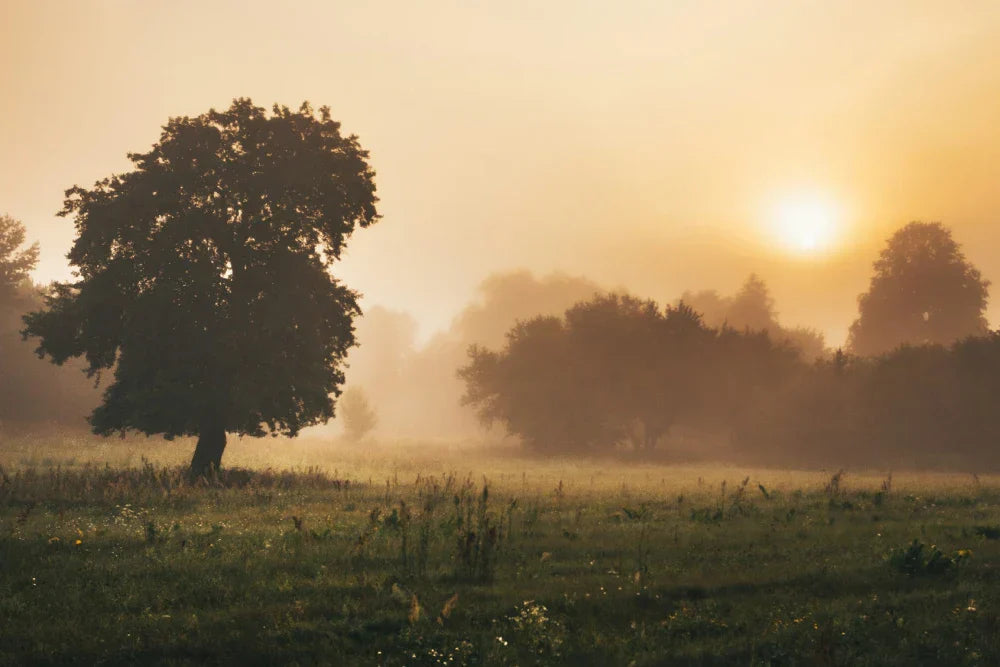 widok na tereny podlaskie